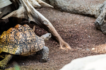 giant island tortoise