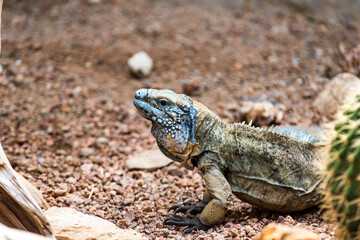 Iguana in the hot desert