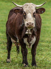 Vache montbéliarde à La Clusaz, Haute-Savoie, France