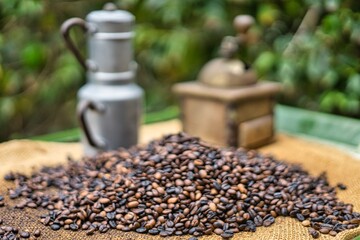Coffee beans on a plantation in Gran Canaria - obrazy, fototapety, plakaty