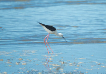 Black-winged Stilt