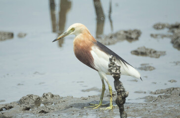 Obraz premium Javan pond heron