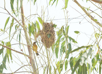 Asian Golden Weaver