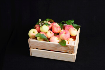 Sweet fragrant apples placed in a vintage box with leaves on a black background