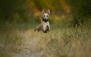 Lovely brown Italian greyhound playing and running and sitting in high grass and catching tennis...