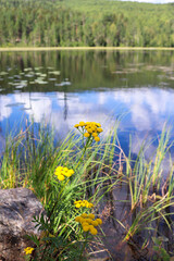 Lake in the forest in a sunny summer day