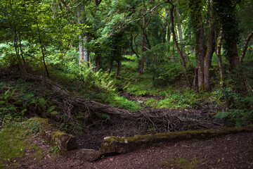 Green forest, romantic landscape. English nature, dense woodland, Somerset UK