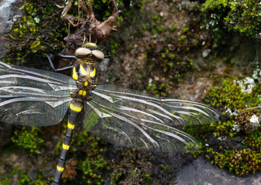 192 Best ヤンマ Images Stock Photos Vectors Adobe Stock