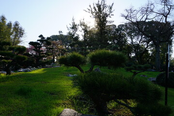 Bonsai in Nature , Japanese Garden @ Buenos Aires City