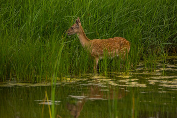 Fallow deer in Aiguamolls De L'Emporda Nature Reserve, Spain © Alberto Gonzalez 