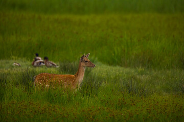 Fallow deer in Aiguamolls De L'Emporda Nature Reserve, Spain