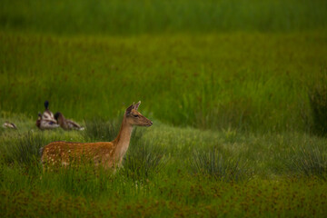 Fallow deer in Aiguamolls De L'Emporda Nature Reserve, Spain © Alberto Gonzalez 