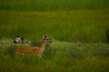 Fallow deer in Aiguamolls De L'Emporda Nature Reserve, Spain