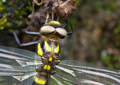 2 Best ヤンマ Images Stock Photos Vectors Adobe Stock