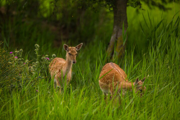 Fallow deer in Aiguamolls De L'Emporda Nature Reserve, Spain