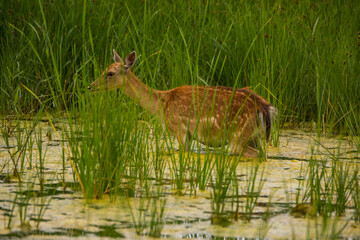 Fallow deer in Aiguamolls De L'Emporda Nature Reserve, Spain © Alberto Gonzalez 