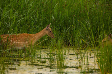 Fallow deer in Aiguamolls De L'Emporda Nature Reserve, Spain © Alberto Gonzalez 