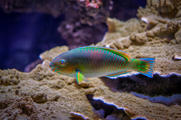 Fototapeta na wymiar Scarus quoyifish Quoy's parrotfish underwater in sea