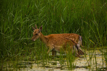 Fallow deer in Aiguamolls De L'Emporda Nature Reserve, Spain
