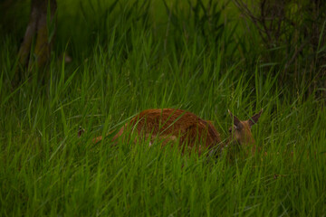 Fallow deer in Aiguamolls De L'Emporda Nature Reserve, Spain © Alberto Gonzalez 