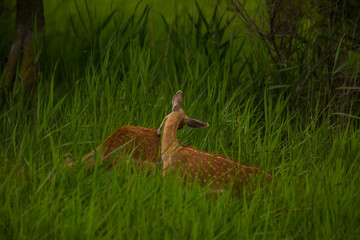 Fallow deer in Aiguamolls De L'Emporda Nature Reserve, Spain © Alberto Gonzalez 