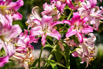 Fototapeta na wymiar Beautiful pink lily in the nature garden.