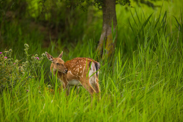Fallow deer in Aiguamolls De L'Emporda Nature Reserve, Spain