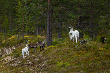 Reindeers in Autumn in Lapland, Northern Finland. Europe