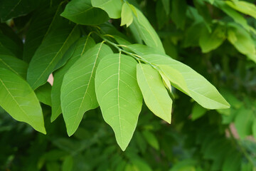 green leaves of custard apple tree. Dicotyledon or dicot plants. sugar apple or sweetsop leaves. An extract of custard apple leaves can get rid of head lice.