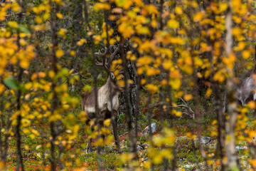 Reindeers in Autumn in Lapland, Northern Finland. Europe