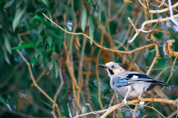 beautiful bird close-up on a tree among the foliage
