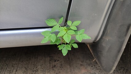 leaves on the car
