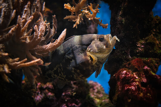 Spotted soapfish Pogonoperca punctata fish underwater in sea