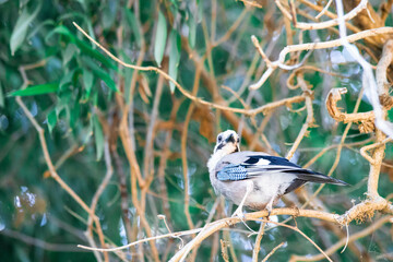 beautiful bird close-up on a tree among the foliage