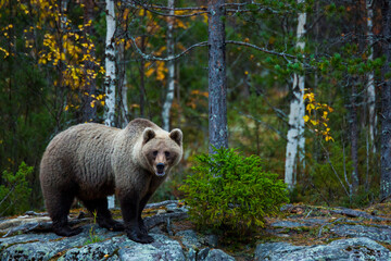 Fototapeta premium Brown bear in Kuusamo, Lapland, Finland