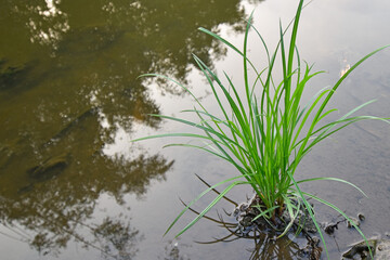 Nut grass (Cyperus rotundus Linn.) and seeds