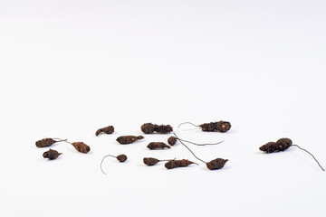 Cyperus rotundus dried Herbs Nut grass also called java grass, coco grass.