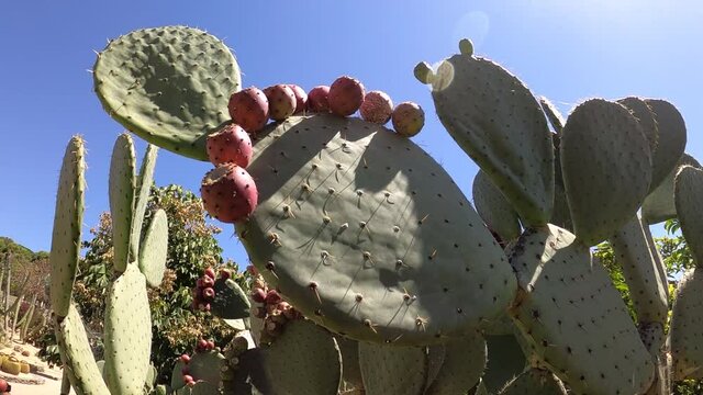 cactus, fico d'india, piante grassa, 