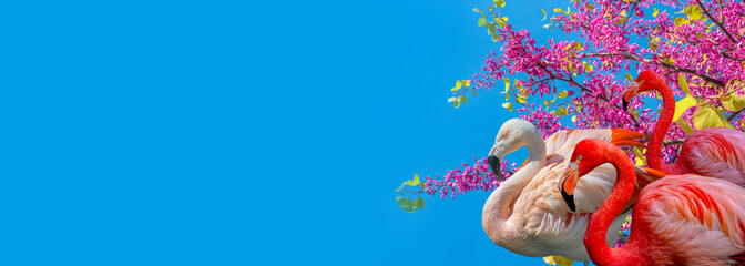 Banner with beautiful red and rosy flamingos in pink cherry flowers at blossom isolated at blue sky solid background with copy space, closeup, details. Love, care, dating and glamour concept.