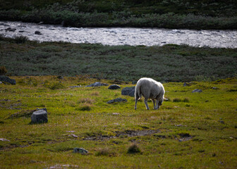 Fototapeta premium Norwegian Nature
