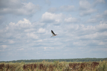 The white stork flies beautifully over the pasture.