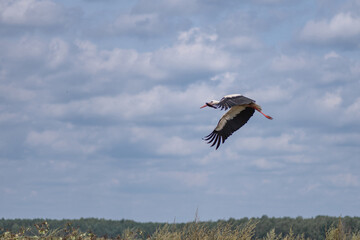 The white stork flies beautifully over the pasture.