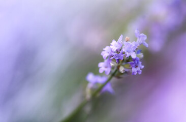 Blooming Lavender flowers close up. Shallow DOF