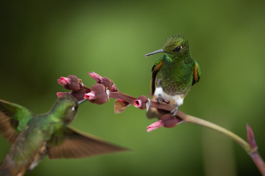 Fahlschwanzkolibri (Buff-tailed coronet) Ecuador