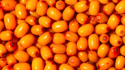 Juicy, ripe, organic sea buckthorn berries for good immunity. Berry background.