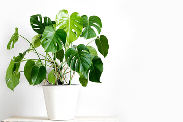 Monstera deliciosa or Swiss cheese plant in a white flower pot stands on a white wood table