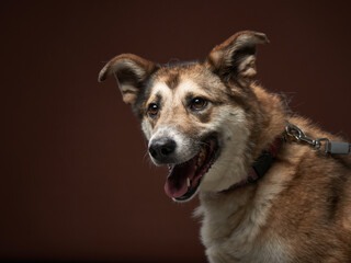 mixed breed dog on brown background. Pet smile in the photo studio. 