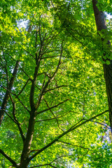 Green Leaves And  Branches 2
