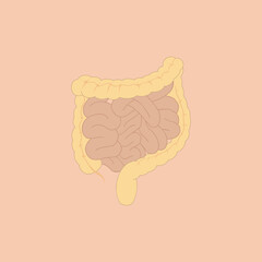 vector illustration of intestine,  large and small intestine anatomy on brown peach background. anatomy biology medicine medical concept. Intestine illustration vector isolated.