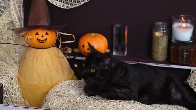 Two pumpkins and a black cat in a brown chest against the background of bottles with a potion